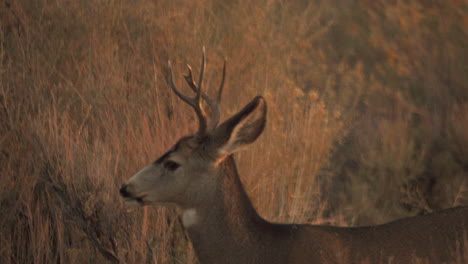 a buck, male deer watches as a herd walks past him