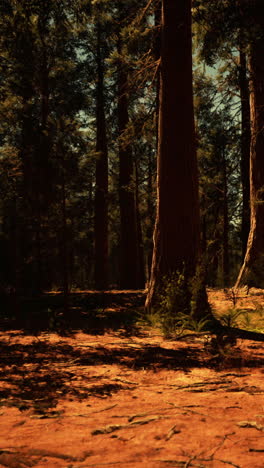 majestic redwood forest