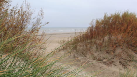 grass on the sea coast