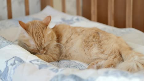 cute curious ginger cat lying in child bed. fluffy pet licking its paws in crib. cozy morning at home