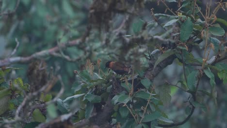 birds in the tree of jungle