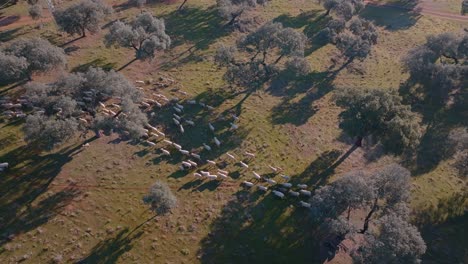 Herd-of-sheeps-in-Dehesa,-Spain