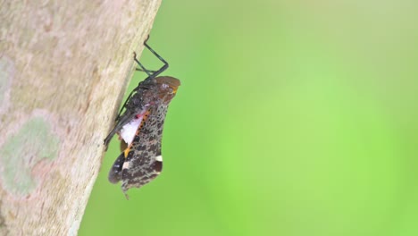 over hang position of this insect on the side of a tree while the camera zooms out, penthicodes variegate lantern bug, thailand