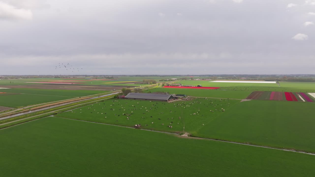 Luftfoto af farverige blomstermarker og køer ved en lade i Holland