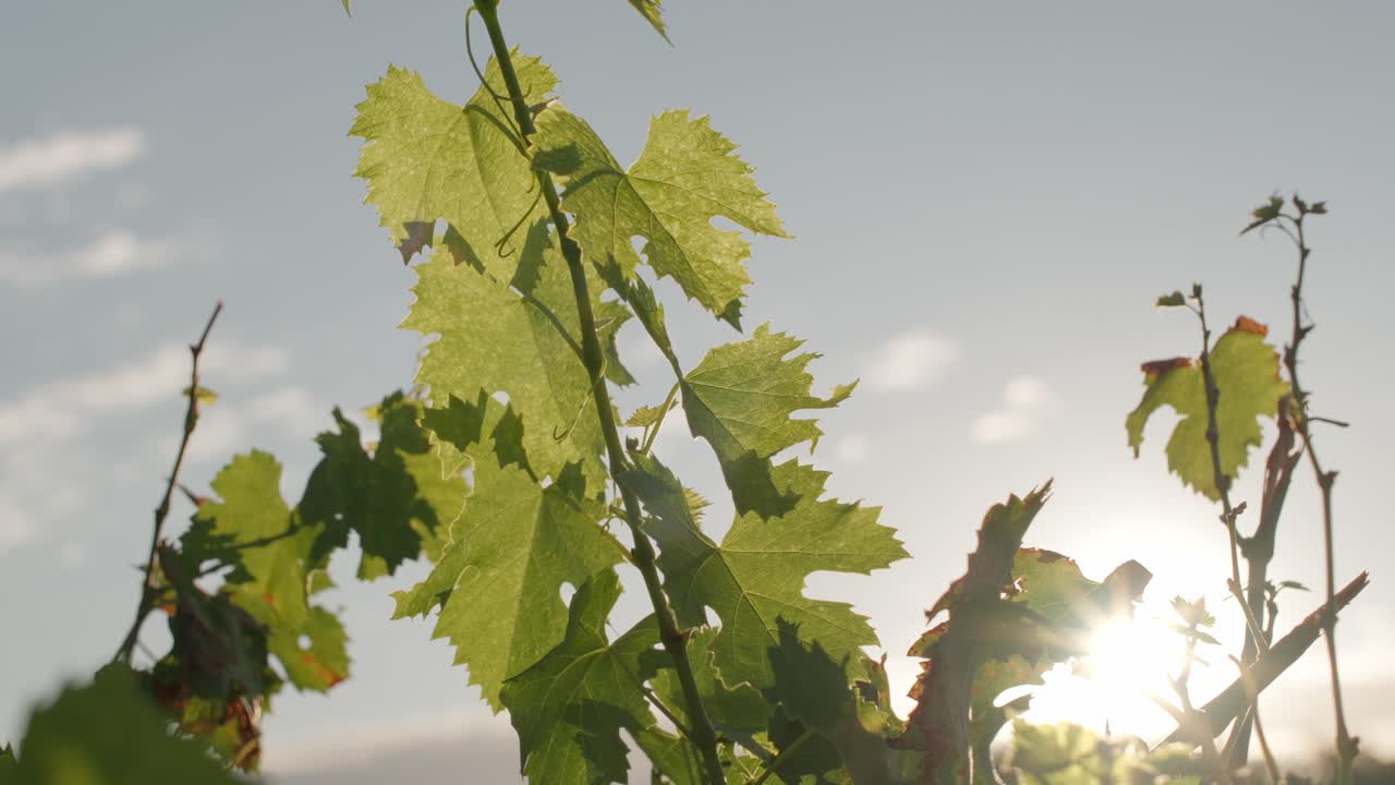 Vineyard leaves taking in the morning sunlight in Tuscany, Italy.