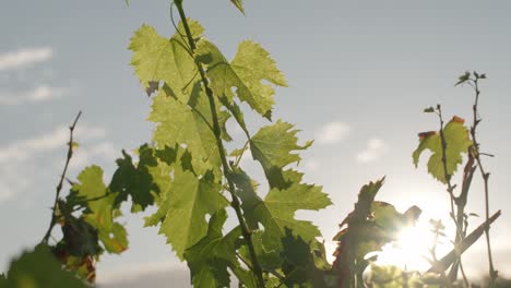 vineyard leaves taking in the morning sunlight in tuscany, italy.
