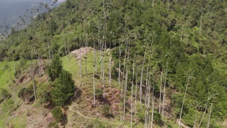 Vista-Aérea-De-Altas-Palmeras-Que-Se-Elevan-Sobre-La-Cima-De-Una-Colina-Verde-En-El-Valle-De-Cocora-En-Colombia