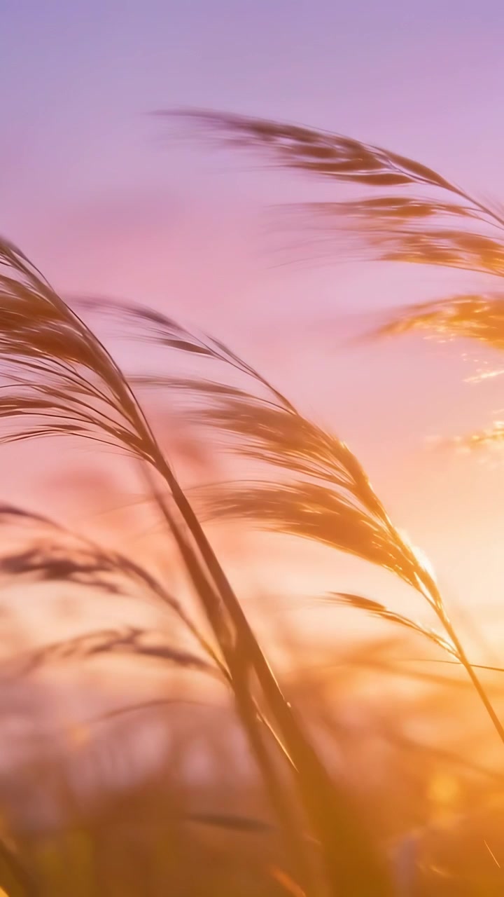 Video verticale: Pennacchi d'erba simili a canne che ondeggiano per la brezza, catturando il bagliore del sole in un prato, con flare dell'obiettivo.