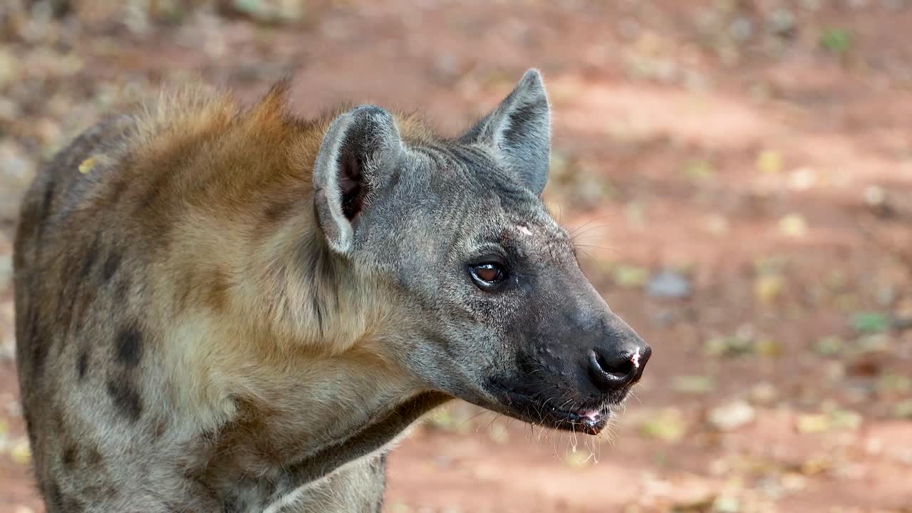 Hyena attentively surveys surroundings in natural habitat