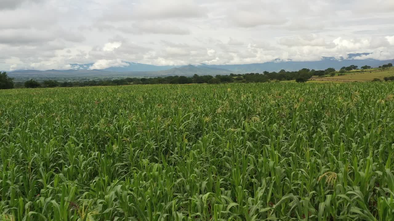 una cámara aérea sobre un campo de maíz