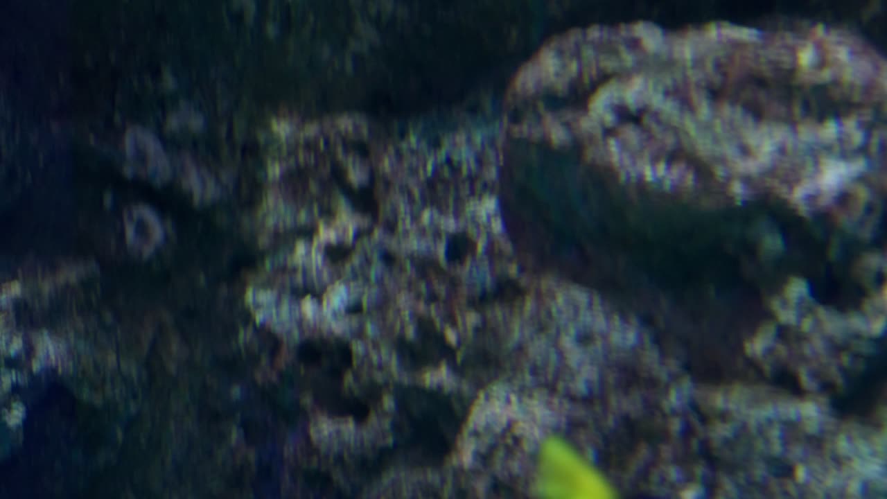 Discover the vibrant blue tang fish gliding through its coral reef habitat in this captivating underwater scene.