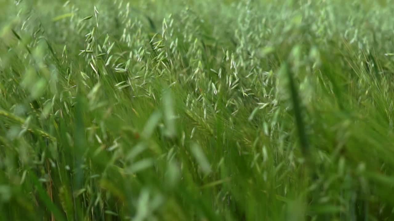 campo de avena verde