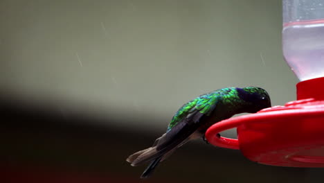 colibríes minebirds nativos de las américas colibri trochilidae un primerísimo plano