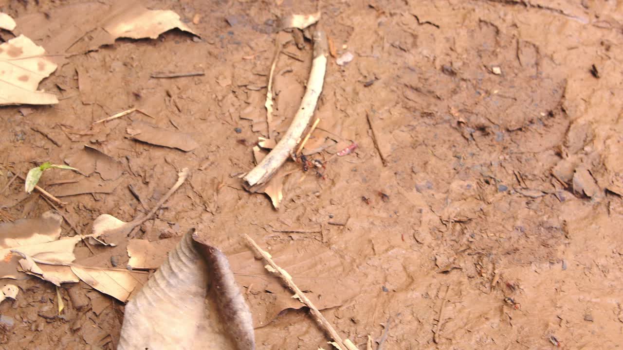 A relentless flow of Army Ants spreads over the forest floor carrying supplies, shaping life in Peru’s Amazon.
