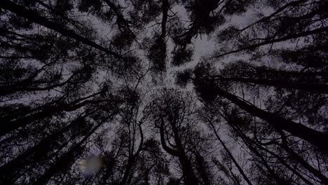 a view of treetops in the woods, forest, woodland on a cold spring, winters day as rain falls through the canopy and lands on the camera lens