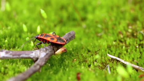 Feuerwanze,-Pyrrhocoris-Apterus,-Ist-Ein-Häufiges-Insekt-Aus-Der-Familie-Der-Pyrrhocoridae.