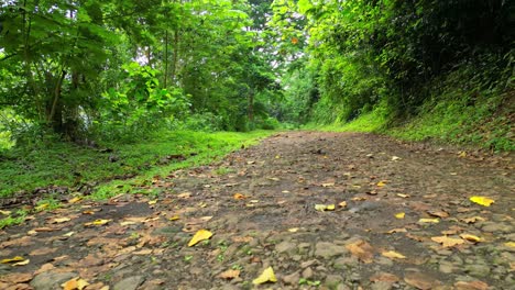 pov view from a road in the forest sao tome, africa
