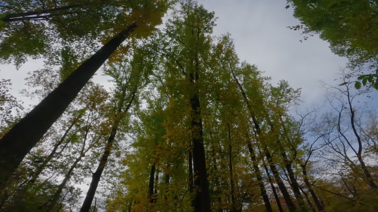 caminando bajo un impresionante, hermoso alto, el dosel del bosque de otoño, en un hermoso día de otoño 60 fps