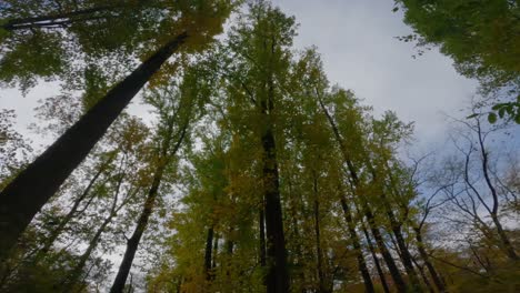 Caminando-Bajo-Un-Impresionante-Y-Hermoso-Dosel-De-Bosque-Otoñal,-En-Un-Hermoso-Día-De-Otoño-A-60-Fps