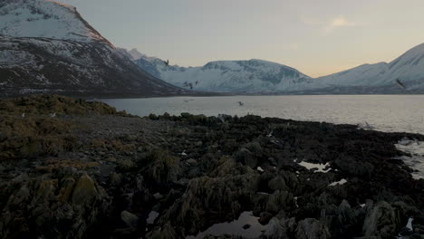 Majestic-Snow-Covered-Mountains-And-Sea-In-Tromvik,-Kvaloya-In-Northern-Norway---aerial-shot