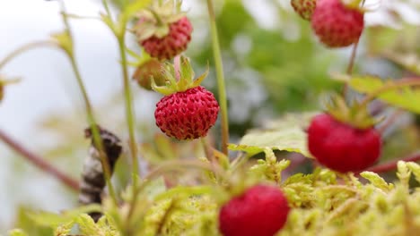 berry of ripe strawberries close up. nature of norway