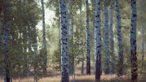 birch forest in sunlight in the morning