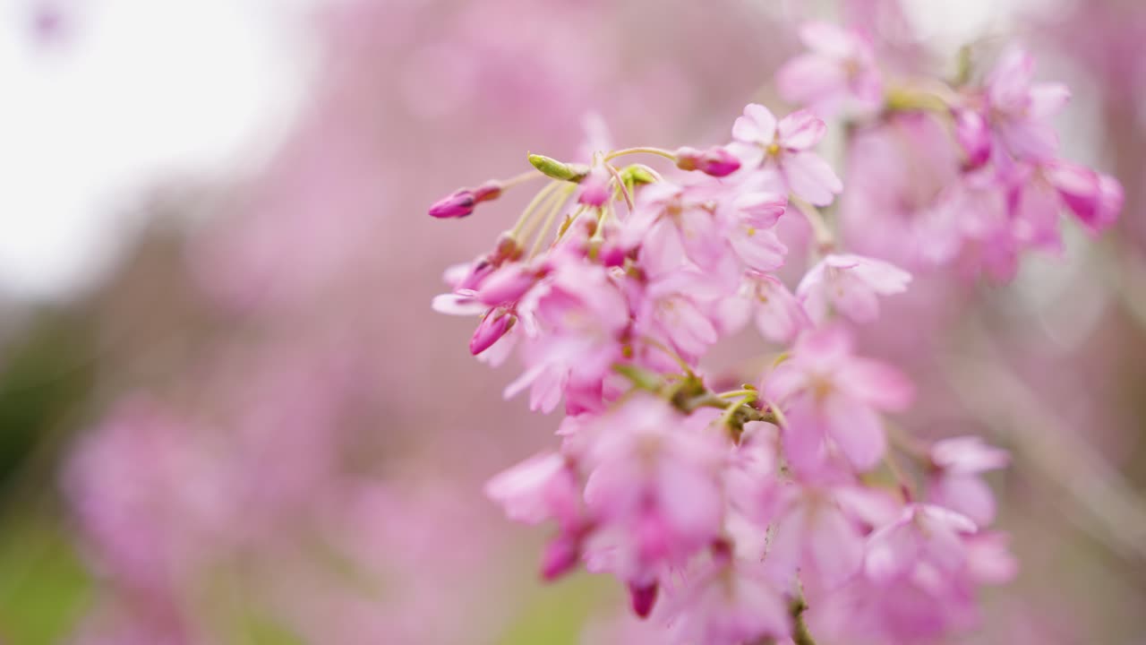 hermosas flores de cerezo rosadas