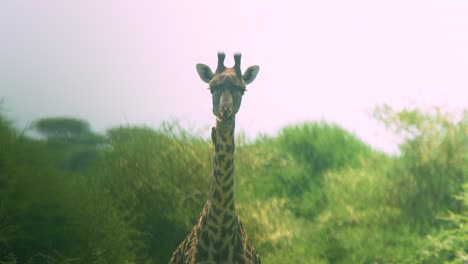 cerca de jirafa comiendo con olas de neblina de calor mostrando calor en cámara lenta de sol de tanzania