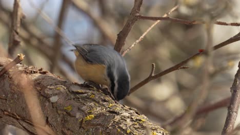 Ein-Rotbrüstiger-Kleibervogel-Sucht-Entlang-Eines-Astes-Nach-Einer-Mahlzeit-Und-Dreht-Sich-Dann-Um,-Um-Die-Unterseite-Abzusuchen