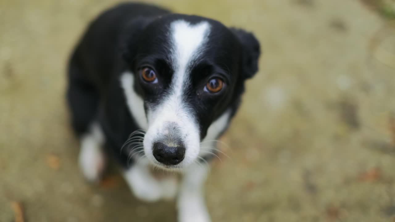 Portrait of a nice dog is afraid and trembling