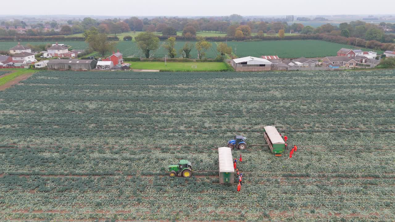 English farmers harvesting vegetable crops with east European workers picking broccoli in the Lincolnshire fields and countryside. Rural farming scene