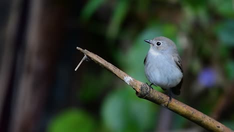 Taiga-Flycatcher,-Female,