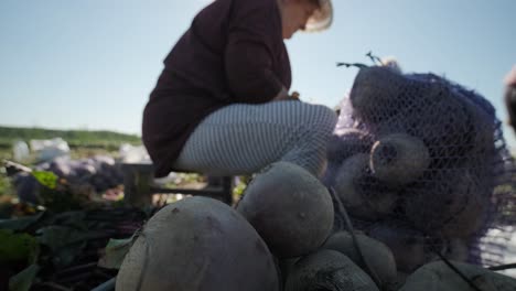 harvesting beets holding organic food