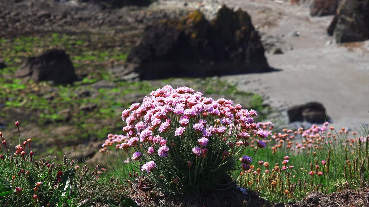 Seapinks with beach in background Copper Coast Waterford Ireland