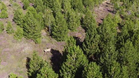 Drone-shot-circling-a-herd-of-red-deer-hiding-in-a-moorland-forest-on-the-Isle-of-Lewis,-part-of-the-Outer-Hebrides-of-Scotland