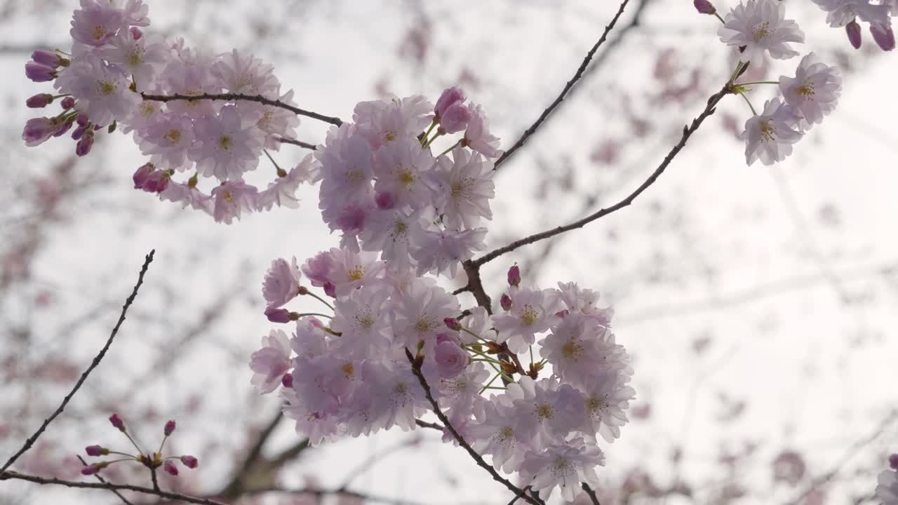Slow motion close up of cherry blossom trees at sunset