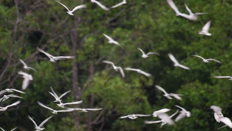 Terns-are-seabirds-that-can-be-found-all-throughout-the-world-at-sea,-rivers,-and-other-wider-bodies-of-water