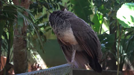 Female-peahen,-indian-peafowl,-pavo-cristatus-perching-atop,-preening-and-grooming-its-dull-grey-plumage-in-wildlife-zoo,-close-up-shot