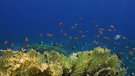 Arrecife-De-Coral-Con-Corales-De-Fuego-Y-Peces-De-Arrecife-Naranja-En-El-Mar-Rojo