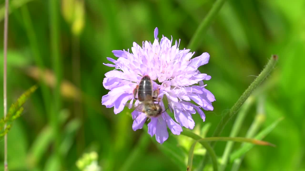 foto macro de abeja negra recogiendo polen en flor morada