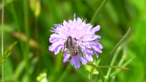 Foto-Macro-De-Abeja-Negra-Recogiendo-Polen-En-Flor-Morada