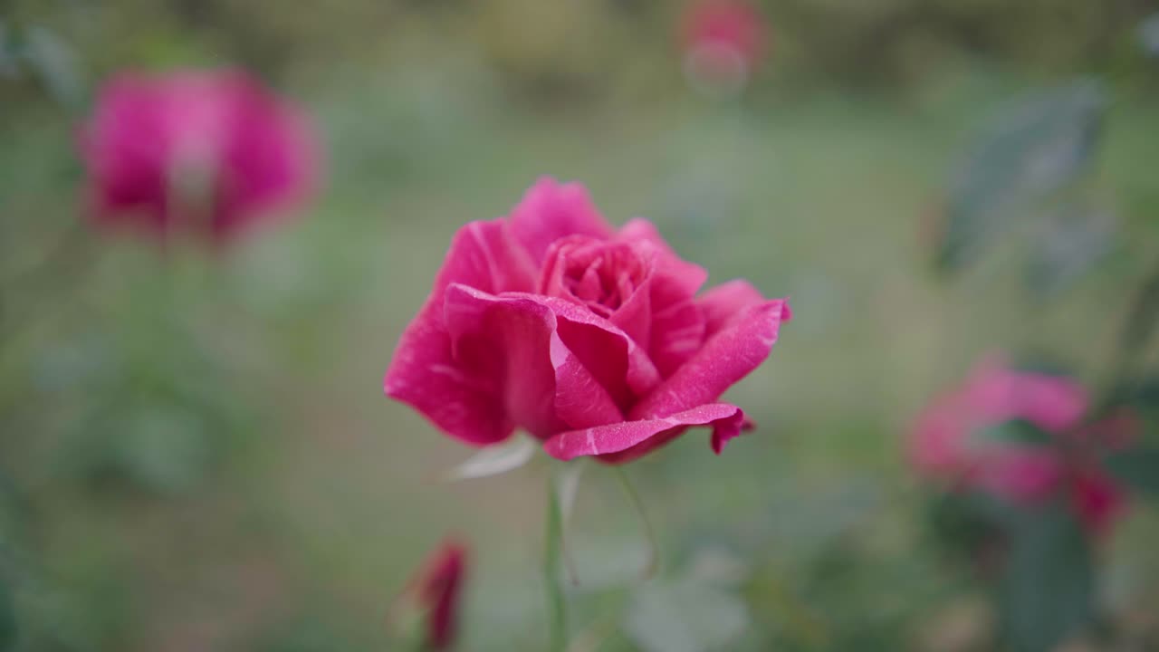 Han florecido varios tipos de rosas en el jardín.