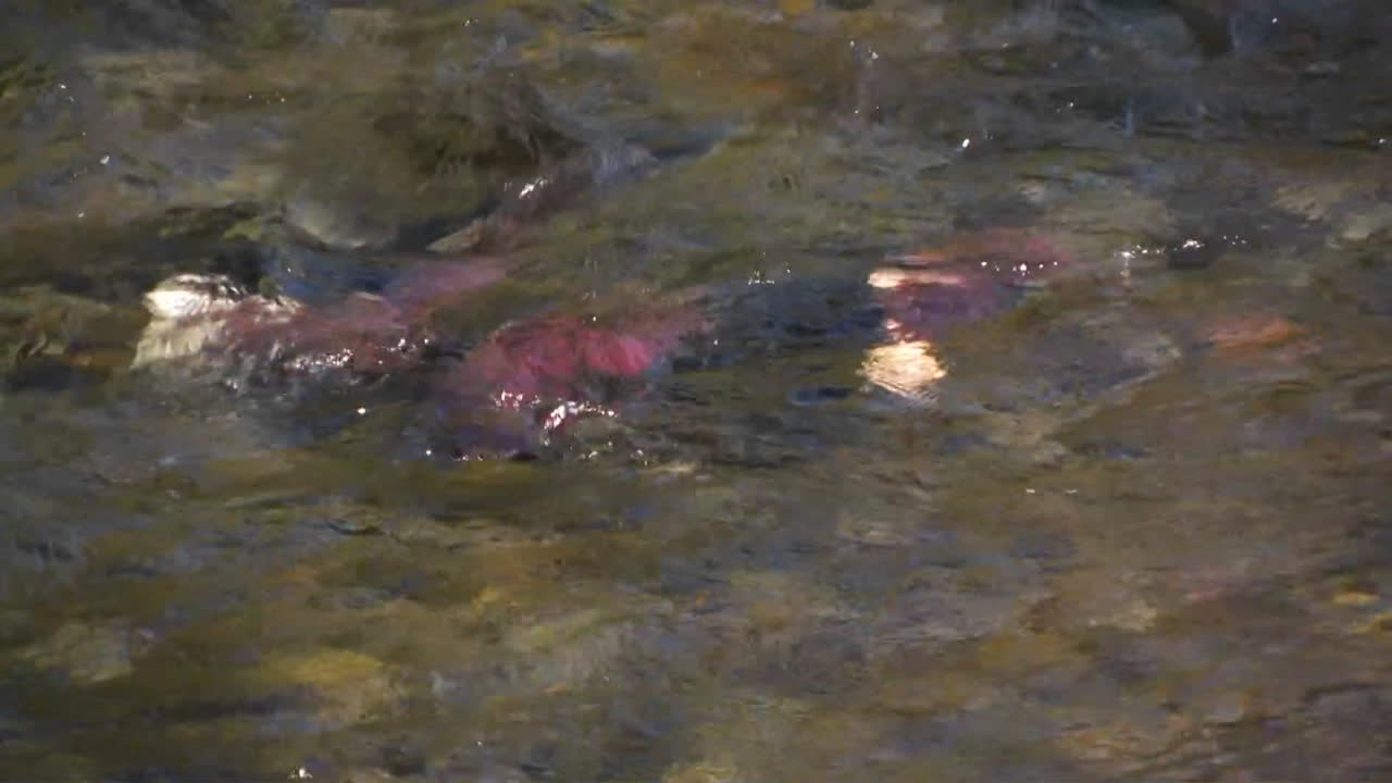 el salmón nada río arriba en un río