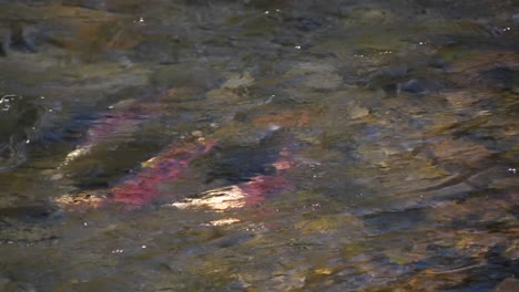 salmon swim upstream in a river