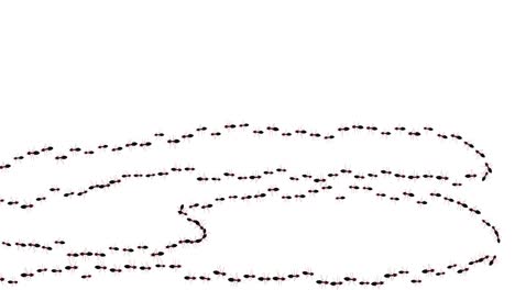 wild ant walking on path loop background group of ant walking animal spreading infection prevention