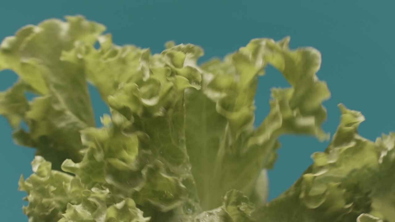 primer plano de hojas de lechuga fresca