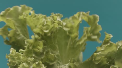 close-up of fresh lettuce leaves