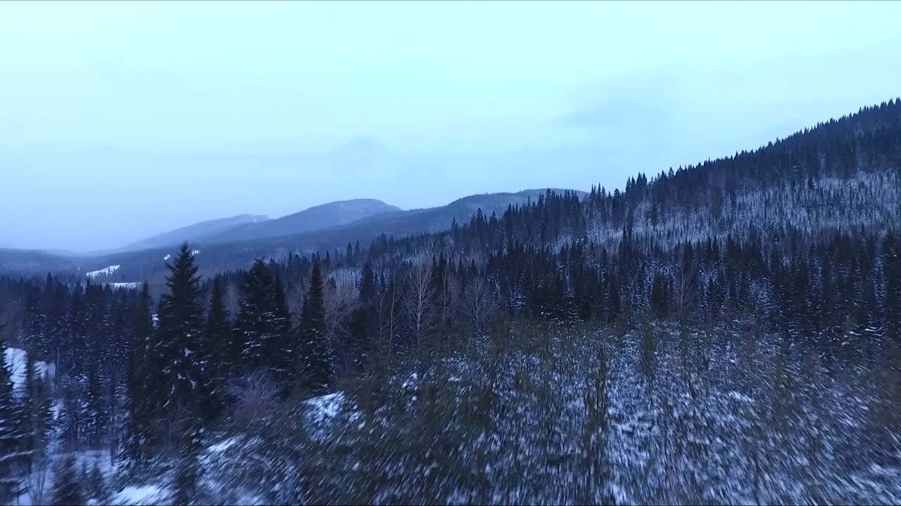 Dark forest filmed in drone at dawn