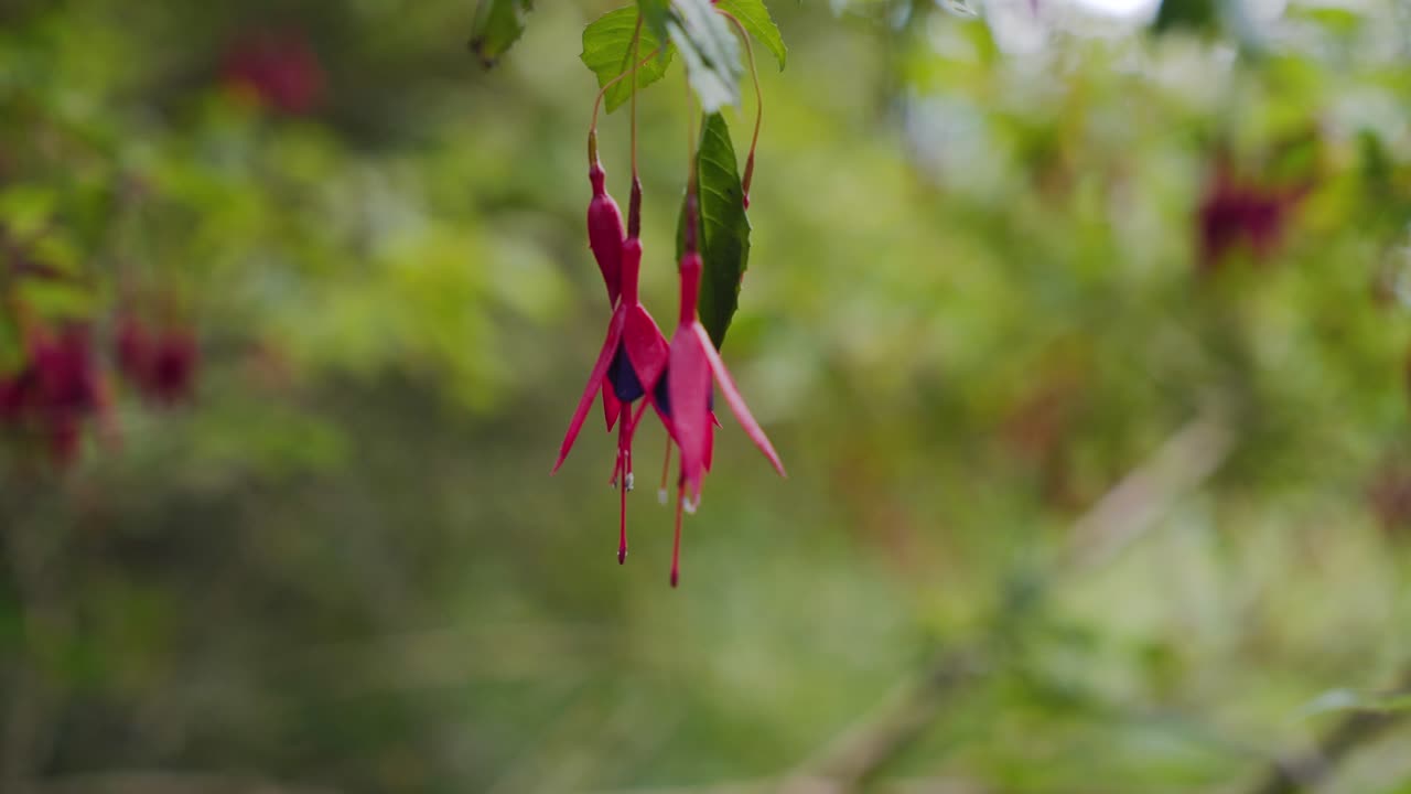 Primo piano di un fiore di caprifoglio appeso in natura