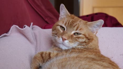 yawning of an overweight sleepy orange cat lying on the sofa